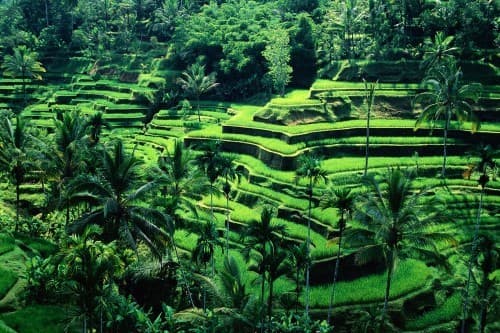 Immagine - 5 Giorni - Highlights of Bali