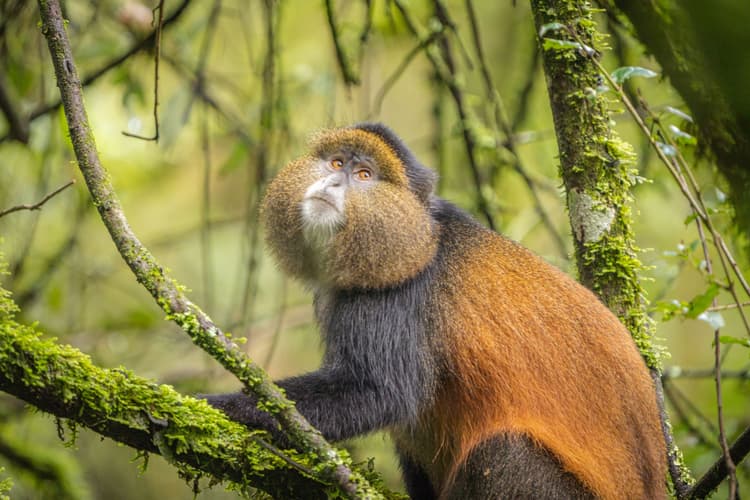 Imagine - Panorama of Uganda Safari and Extension at Mgahinga National Park