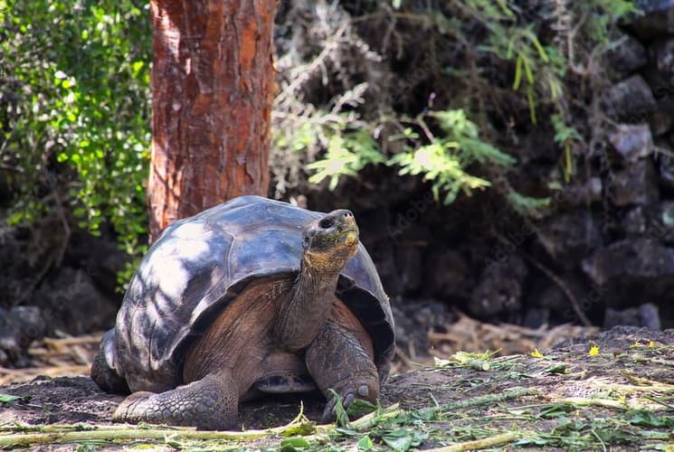 Image - Complete Santa Cruz 5 days