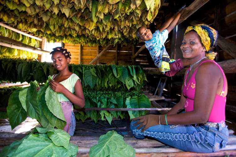 Image - La Vida Cubana