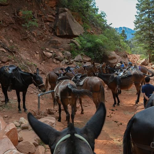 Immagine - Arizona: working ranch alla Pleasant Valley