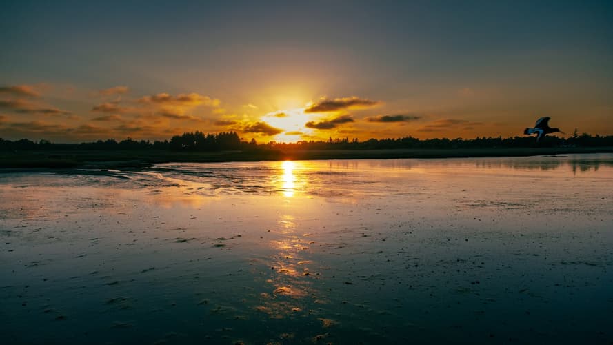 Immagine - Al galoppo sul mare dei Wadden