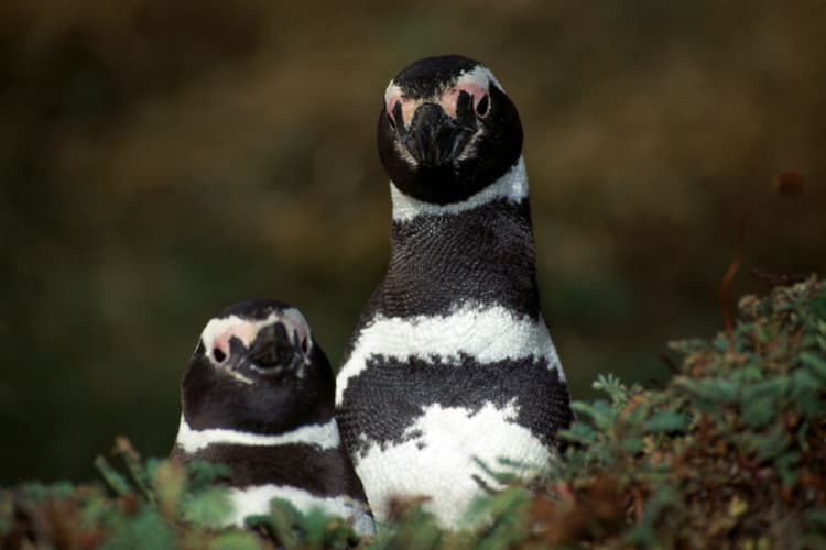 Image -  Rundreise Argentinien/Chile "Gletscher & Seen"