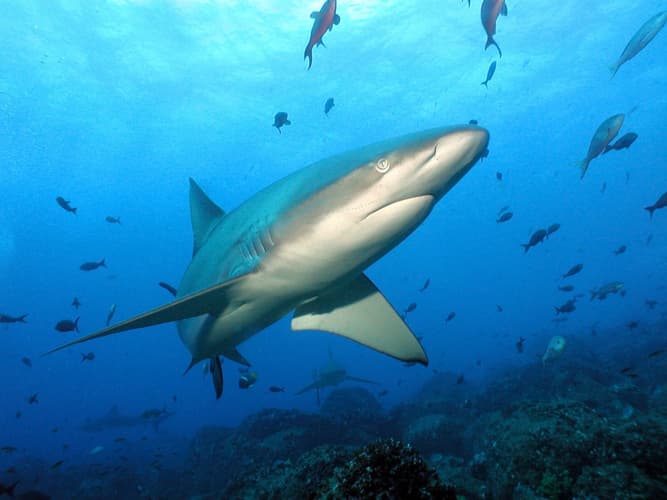 Obraz - Descubrimiento del Ecuador + Extension Inter Islas Galapagos - Santa Cruz