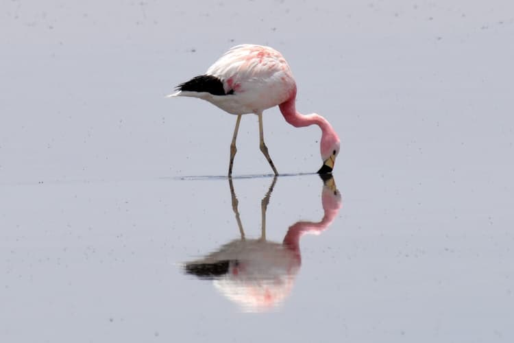Bild - San Pedro de Atacama - 4 Días, Laguna Cejar