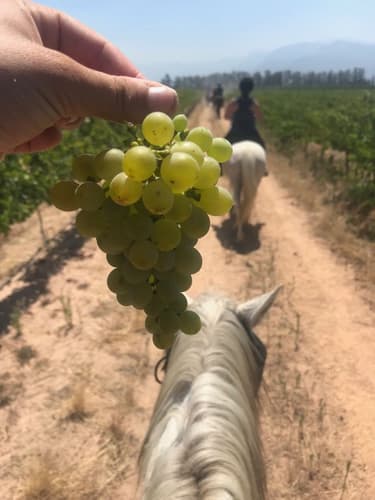 Image - South Africa: western cape - the region of the wineries