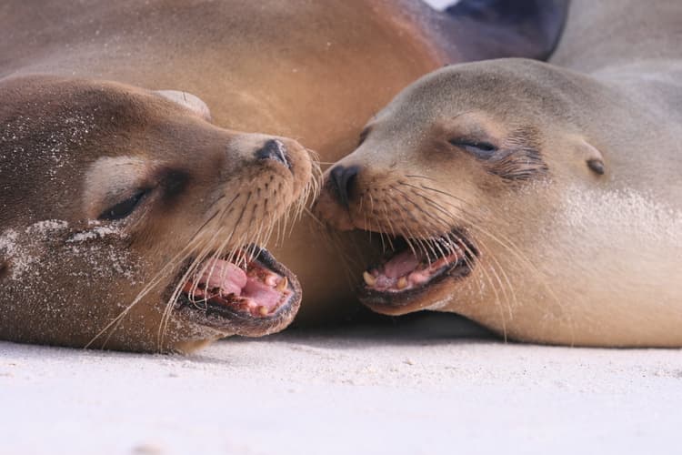 Bilde - Galapagos Inter Islas Isabela y Santa Cruz 2 Navegaciones - 6 Días