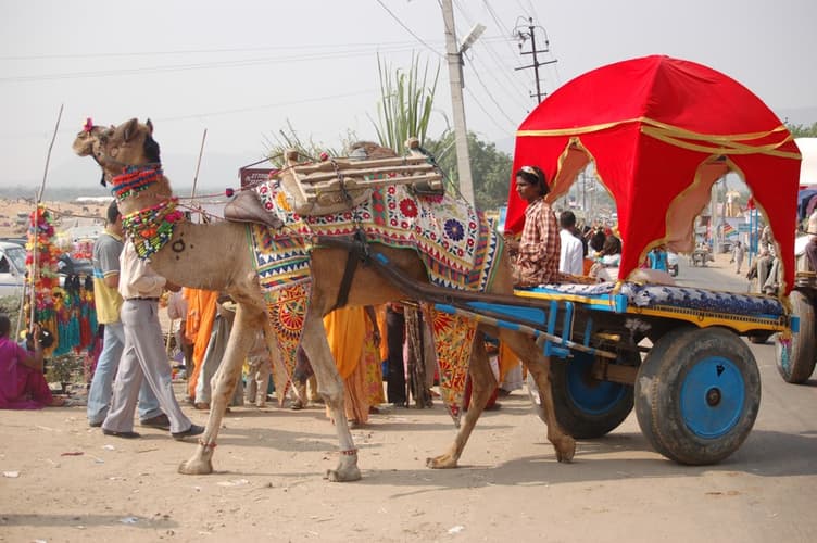 Image - Pushkar fair and horse safari in Rajasthan