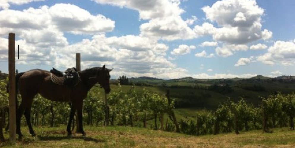 Immagine - Piemonte: cavalli e vino nel Monferrato