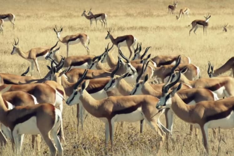 Image - The Shosholoza Pilanesberg