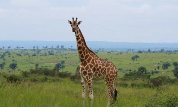 صورة - The South African Dream