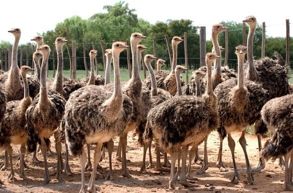 Obraz - Extensiones: Ruta Jardín - Desde Ciudad del Cabo 2 Noches