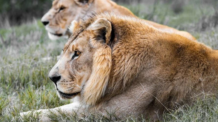 圖像 - Extensiones: Espectacular Kuger en Castellano