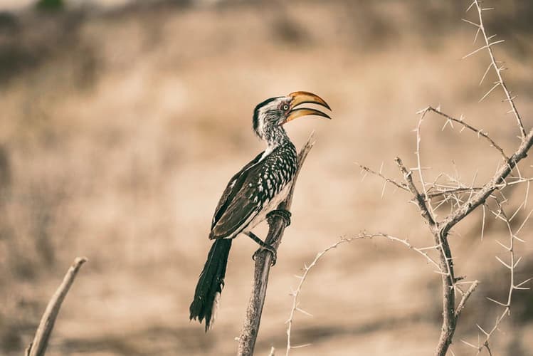 Imagen - Scenic Namibia