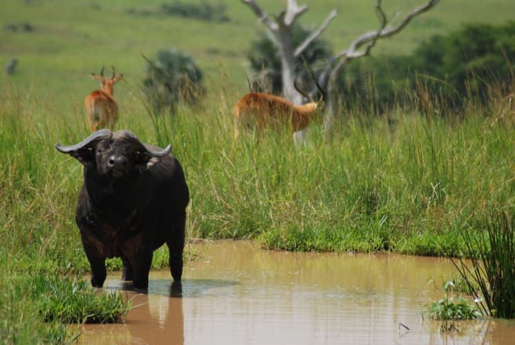 Image - Uganda Escénica