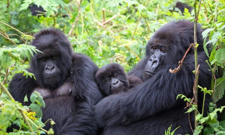 Image - Gorilas en Uganda