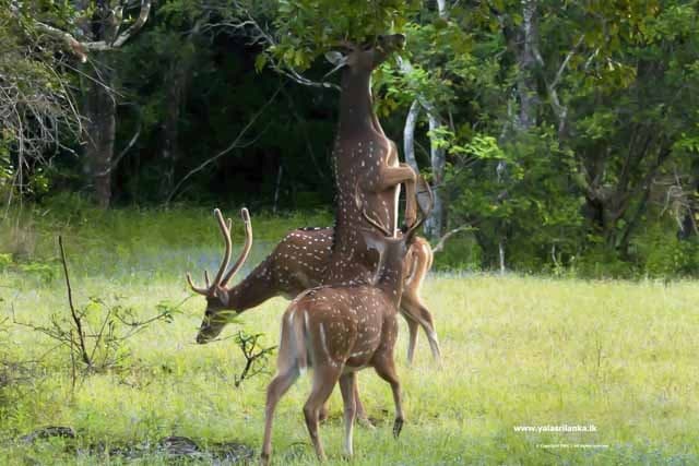 Imagem - Ceylon Cultural Trail & Yala Park