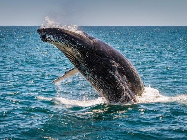 Imagem - Ceylon Discovery Trail