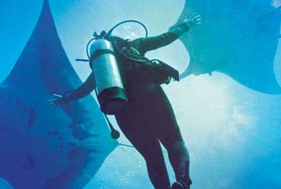 Bild - Nautilus Explorer (Socorro Giant Mantas, Dolphins & 11 Species of Sharks)