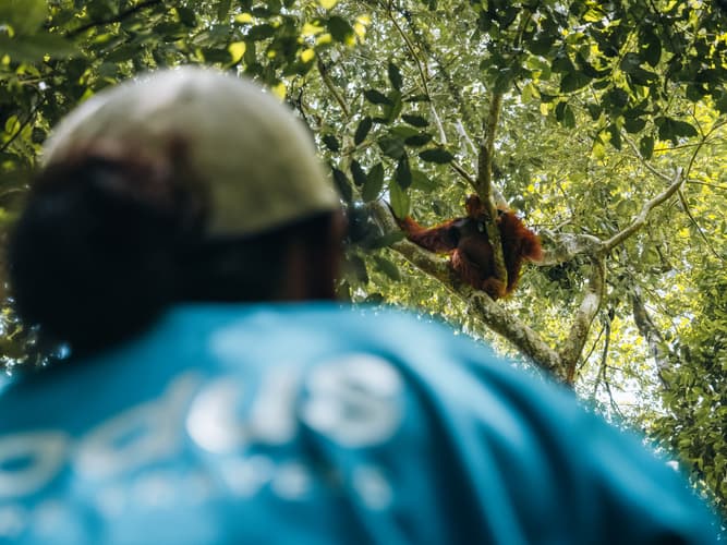 Billede - Primates & Dragons of Indonesia (2026)