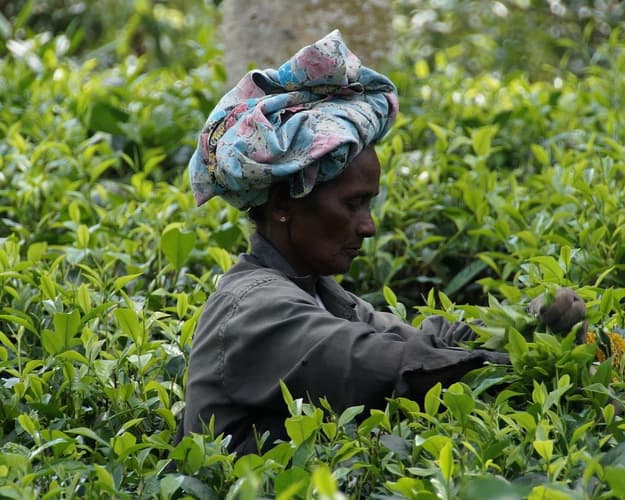 Image - Rundreise "Fabelhaftes Sri Lanka" (ab Colombo/bis Beruwela)