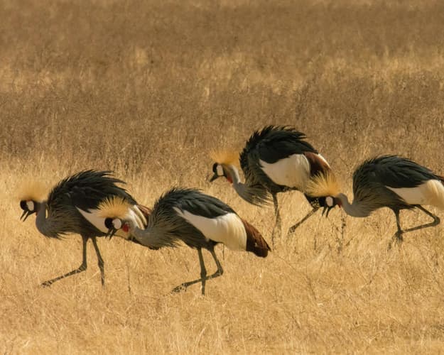 Billede - Safari "Tansania entdecken" 