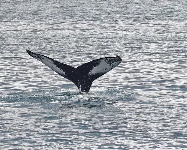 Image - Avistamiento de ballenas