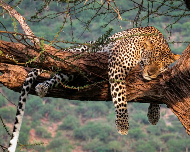 Bild - Safari "Naivasha und Masai Mara" & Baden Sansibar