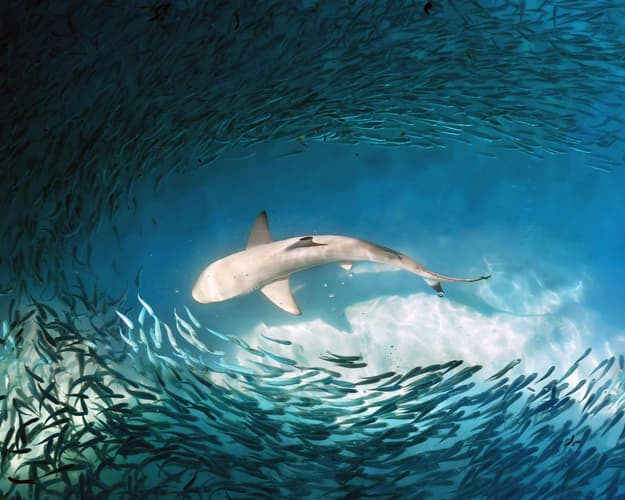 Image - Discover Gemanafushi