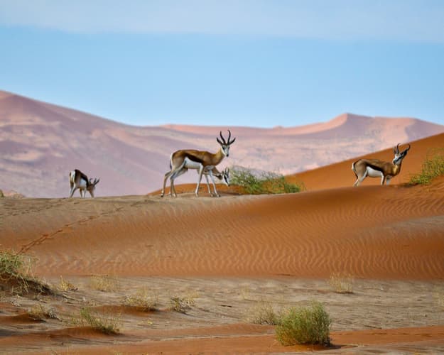 Bild - Rundreise/Safari "Canyons und Wüsten"