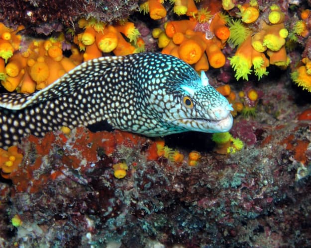 Obraz - Dive Cabo Verde | Santo Antao & Sao Vicente Islands