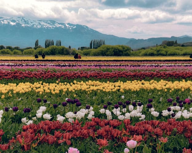 Imagen - Esquel con Campo de Tulipanes