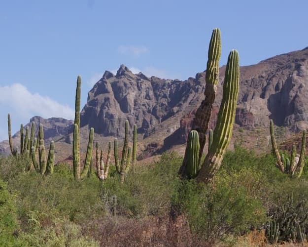 Imagen - Barranca del Cobre y Ballenas