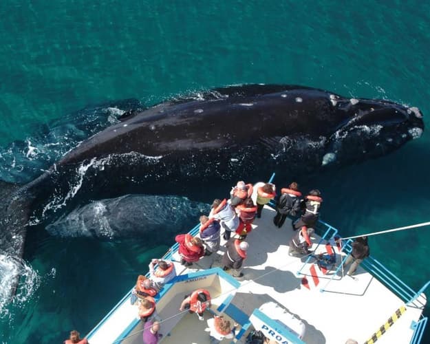 Imagen - Temporada de ballenas