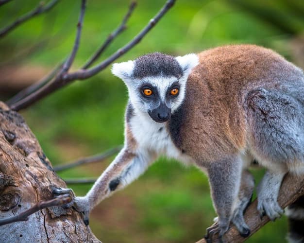 Image - Madagascar: Incanto del Nord in 4 giorni