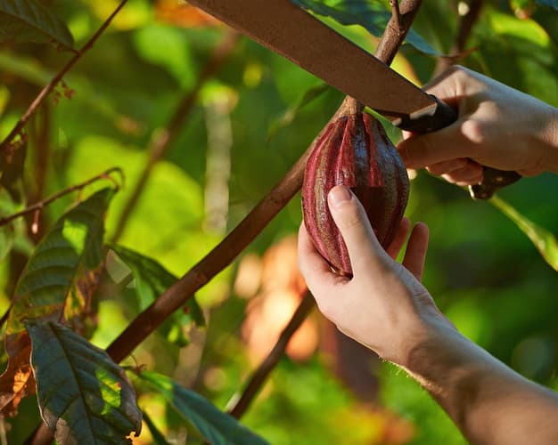 Imagen - Costa Rica Chocolate, Café y Playa