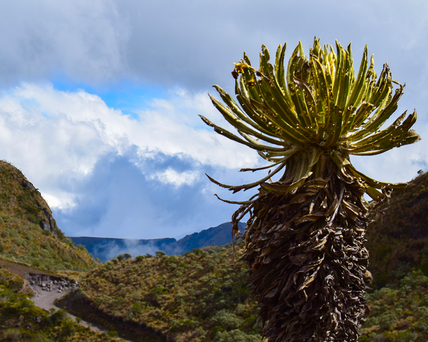 Imagen - Cultura Cafetera 