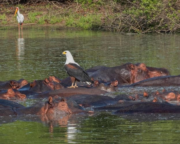 Bild - Safari  "Selous Wildreservat"