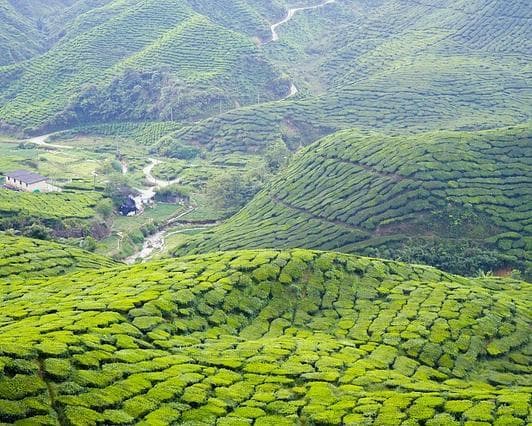 Bild - Rundreise "Westmalaysia Highlights"