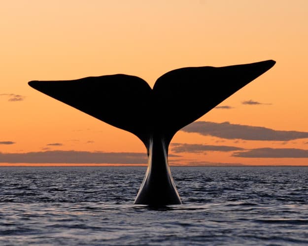 Imagen - Ballenas & Tulipanes, naturaleza y colores - 6 noches -