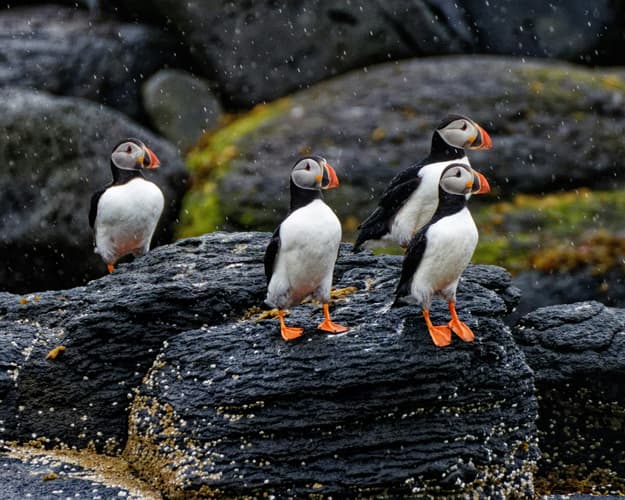 Image - Islanda: Luci del Nord 