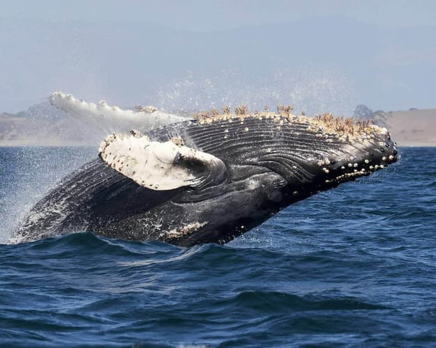 Imagen - Puerto Madryn, paraíso de la fauna marina
