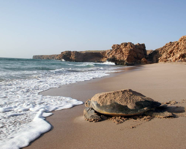 Imagem - A Green Turtles Tour