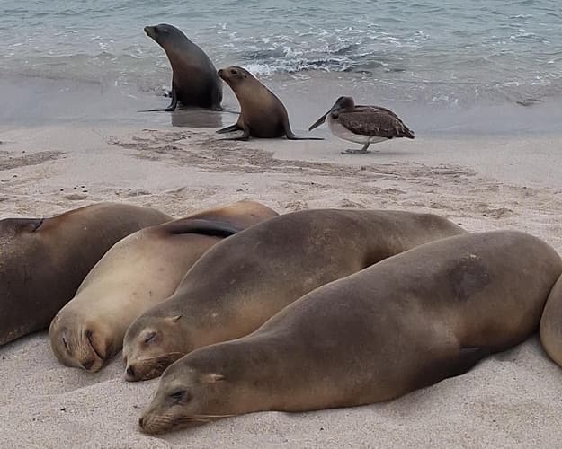 画像 - San Cristobal Explorer