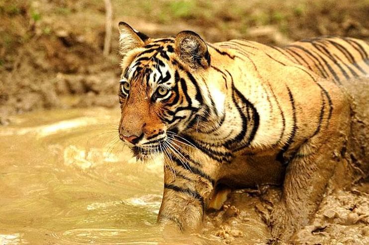 Billede - Rundreise "Buntes Rajasthan" 