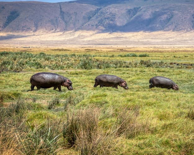 Image - Safari "Ngorongoro und Serengeti Nationalpark" 