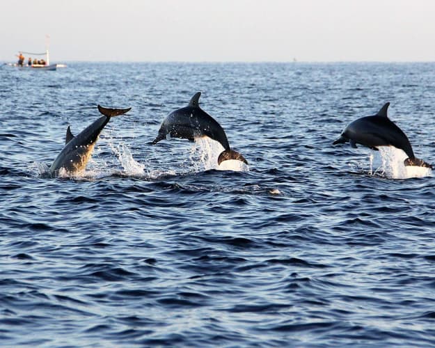 Image - Dolphin Watching & Snorkeling