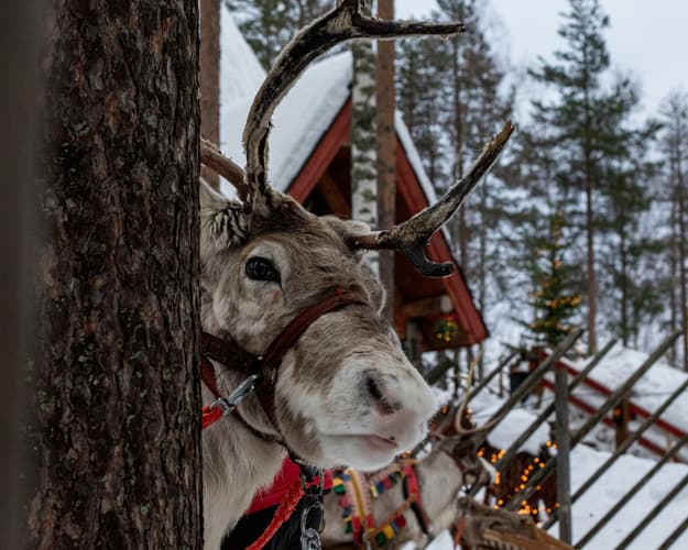 Image - Rovaniemi, Aurora Boreale e igloo di vetro