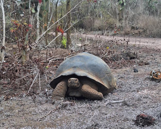 Image - Santa Cruz explorer 4 days