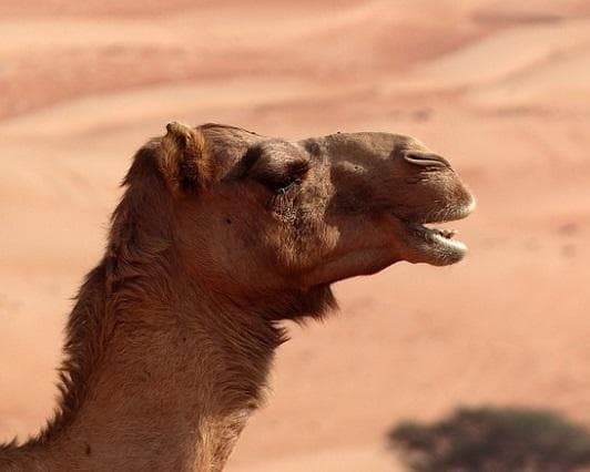 Изображение - Rundreise "Höhepunkte Omans" & Baden auf Sansibar